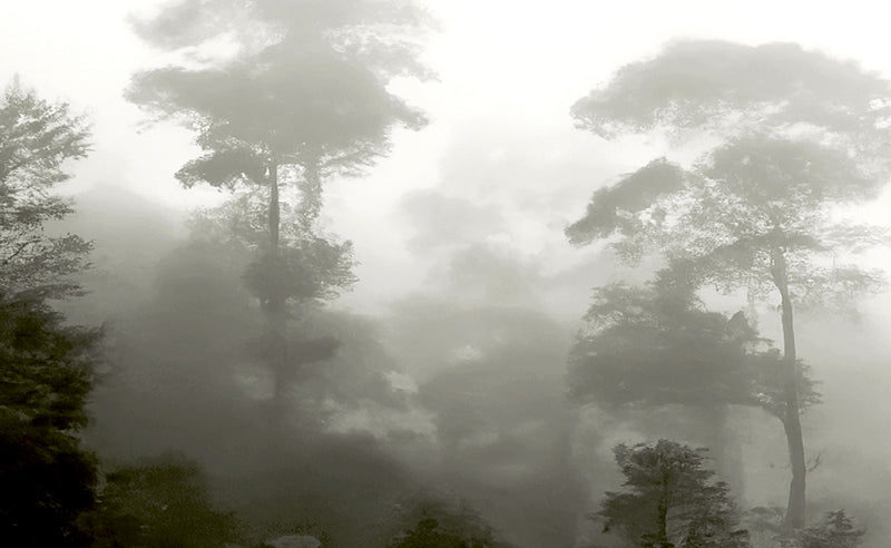 Mystic Forest