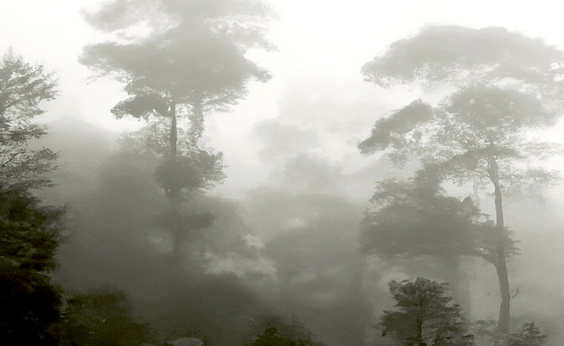 Mystic Forest