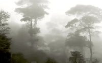 Mystic Forest