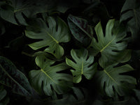 Natural foliage