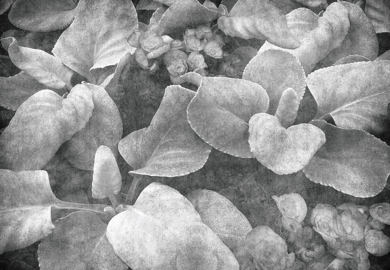Black & White Garden