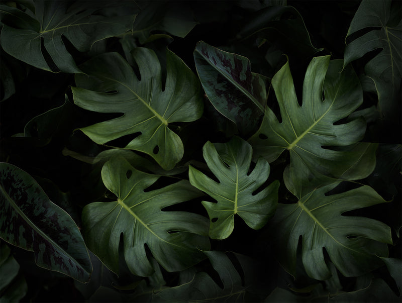 Natural foliage